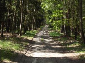 Rowerem po leśnych drogach w okolicach Kostrzyna